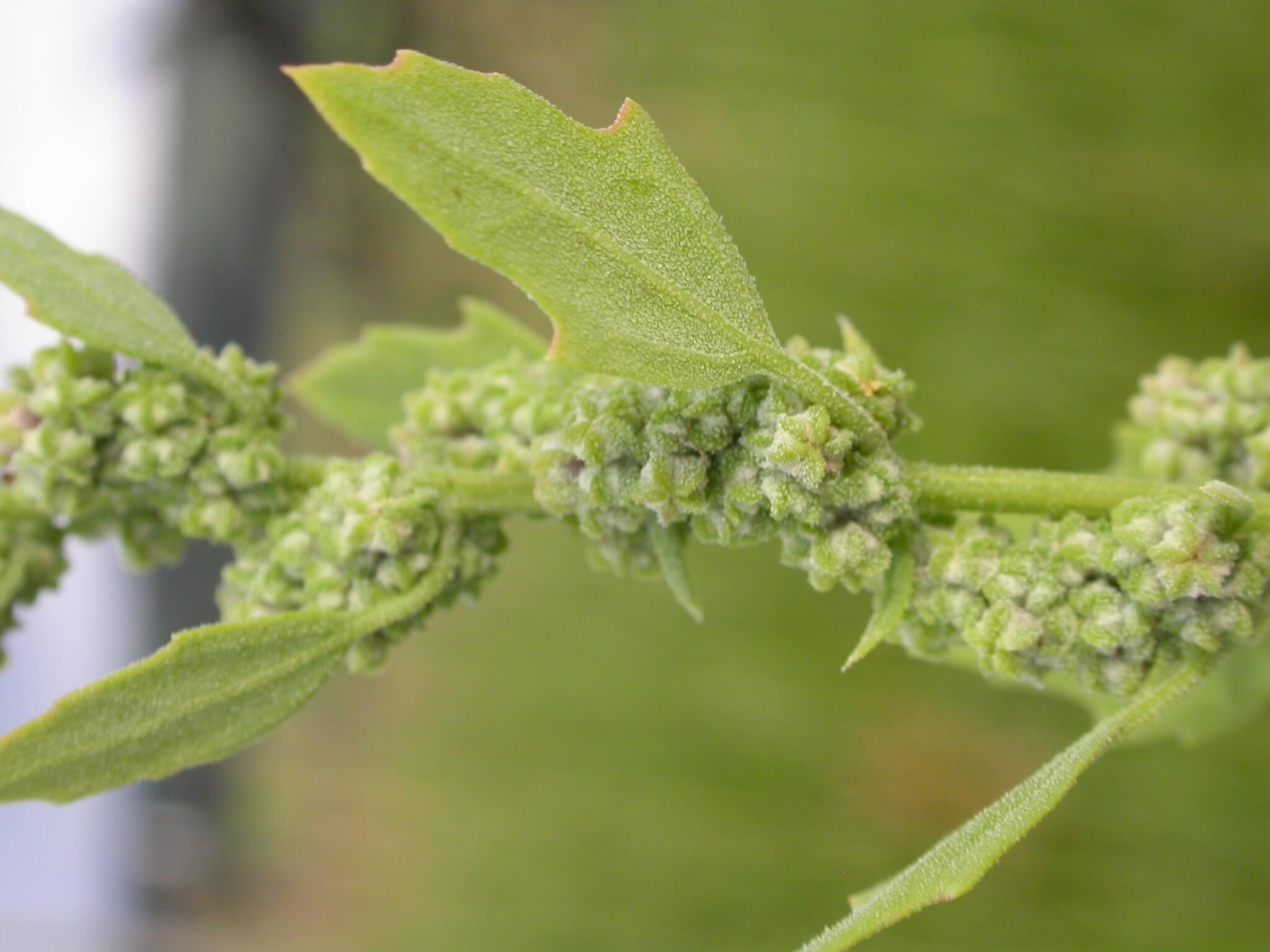 Chenopodium berlandieri